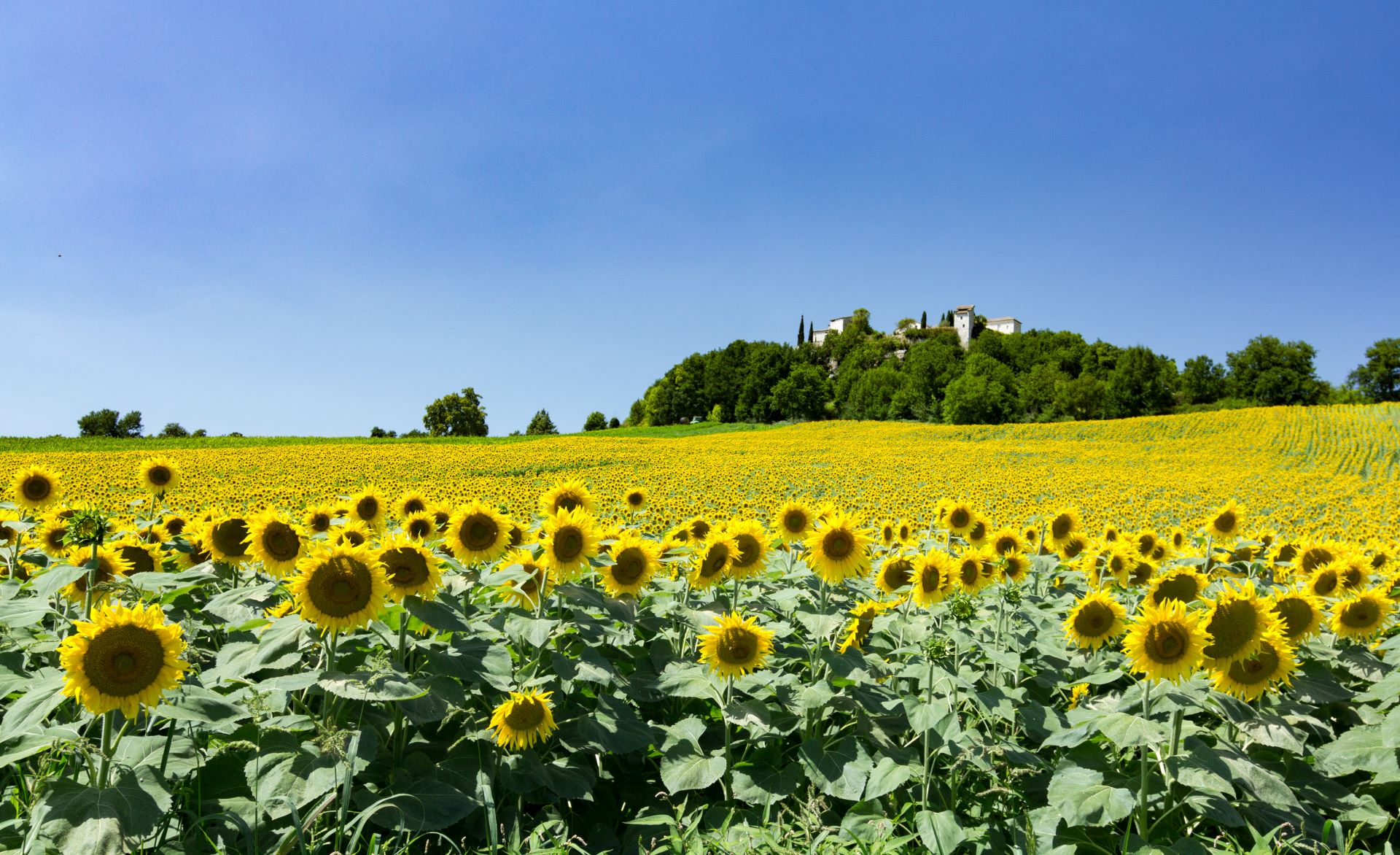Village de Montcuq et champs de tournesols